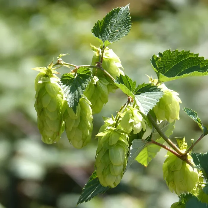 Hopfen Centennial