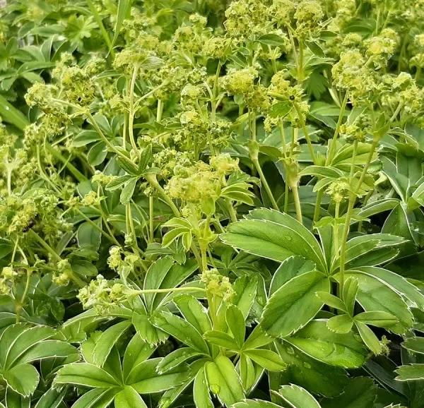 Hoppes Frauenmantel (Alchemilla hoppeana) „Bio“