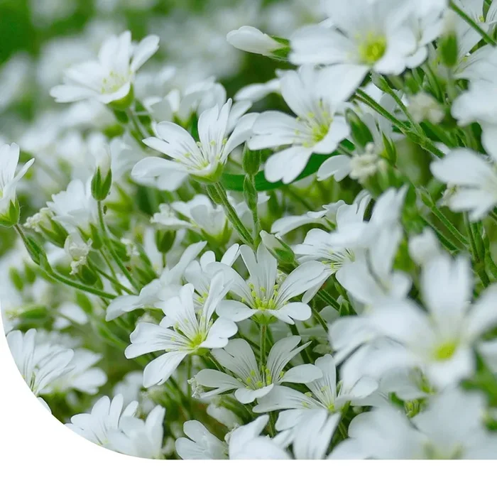 Hornkräuter – Cerastium biebersteinii