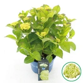 Hortensie ‚Caipirinha‘ (Hydrangea ‚Royalty Collection‘)-Pflanze im Topf-30/40 cm