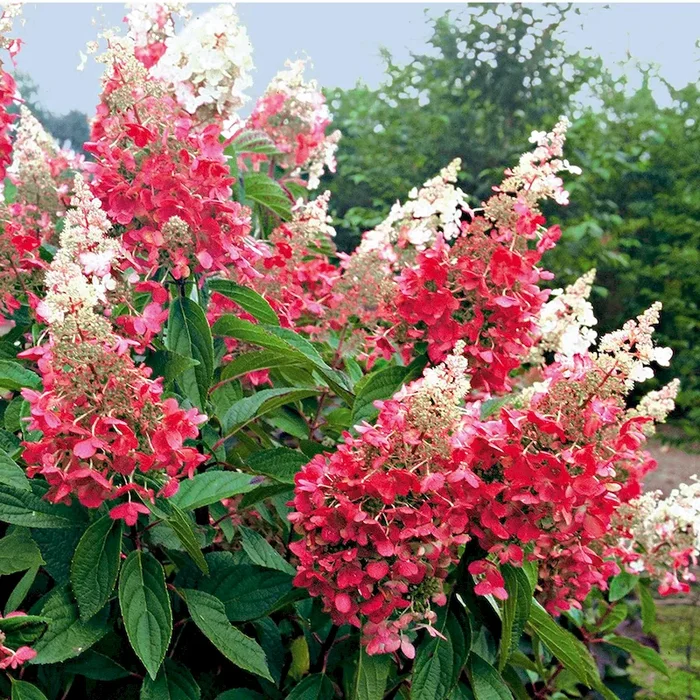 Hortensie ‚Pinky Winky‘ Hydrangea – Bestellnummer 3317556