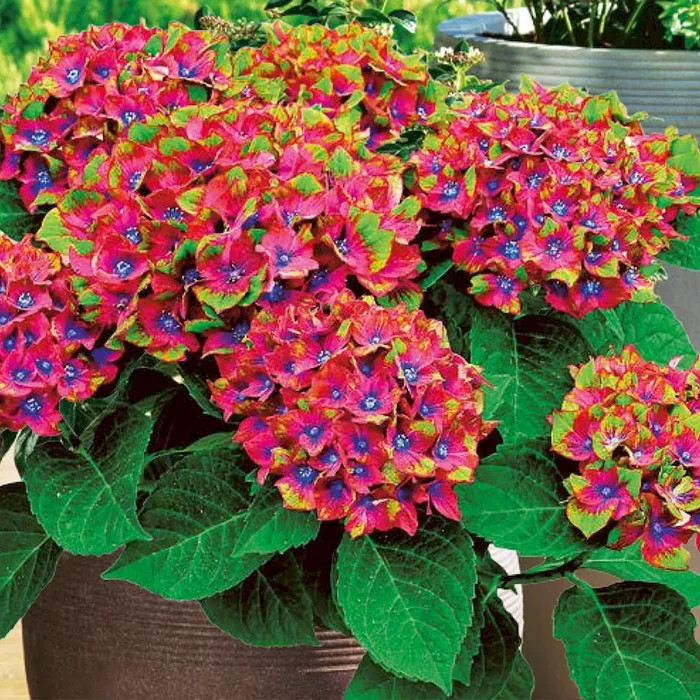 Hortensie ‚Saxon® Schloß Wackerbarth‘ Hydrangea – Bestellnummer 3317609