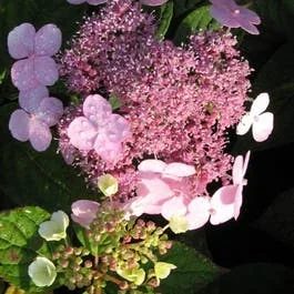 Hortensie (Hydrangea macrophylla ‚Mariesii Perfecta‘)