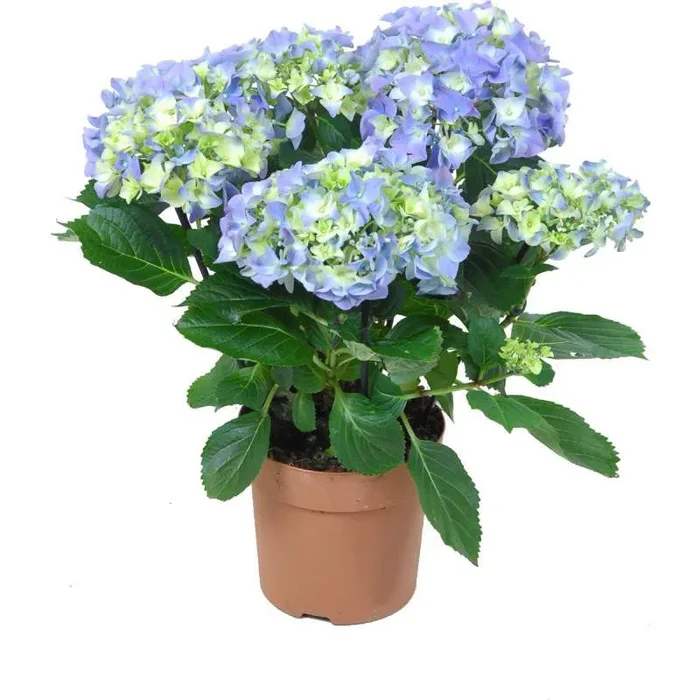 HORTENSIE IN TÖPFEN verschiedene Farben