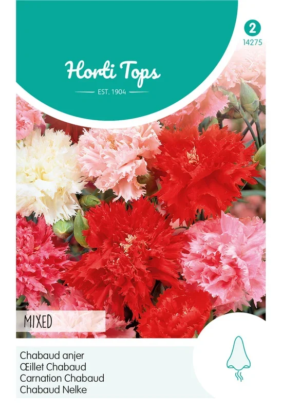 Horti Tops Nelke Riesen Chabaud Mischung