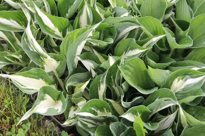 Hosta ‚Amazone‘ (Funkie)