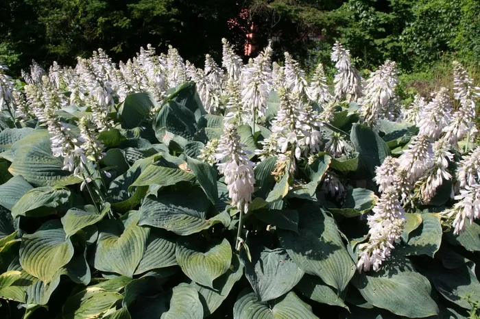 Hosta ‚Blue Angel‘ (Blaublatt-Funkie für kraftvolle Akzente)