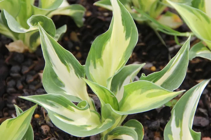 Hosta ‚Christmas Island‘ (Funkie | Herzblattlilie)