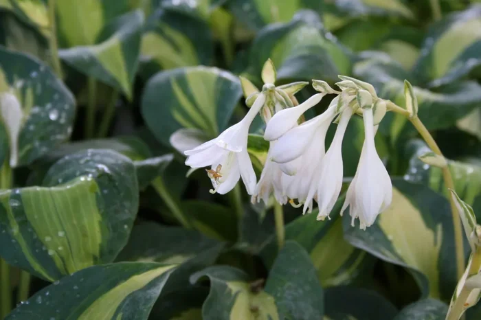 Hosta ‚Great Expectations‘ (Funkie | Herzblattlilie)