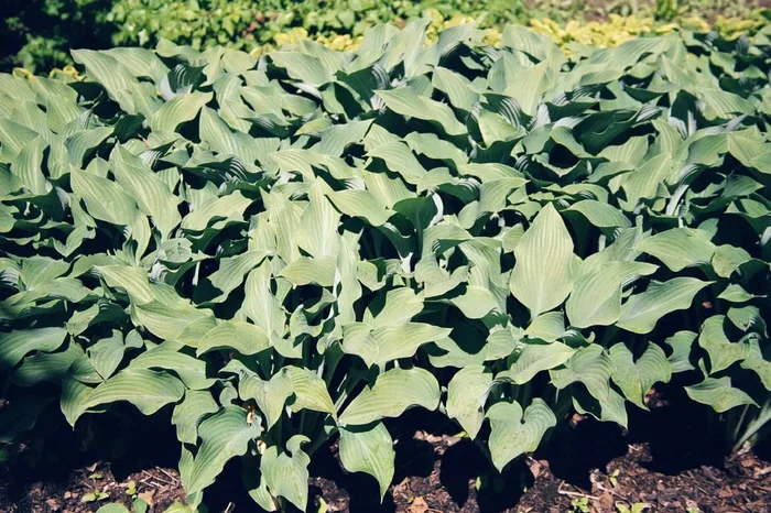 Hosta ‚Krossa Regal‘ (Funkie | Herzblattlilie)