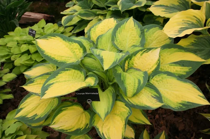 Hosta ‚Orange Marmalade‘ (Funkie | Herzblattlilie)