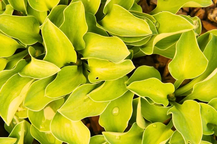 Hosta ‚Sun Mouse‘ (Funkie | Herzblattlilie)