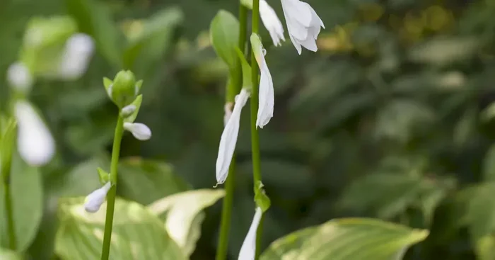 Hosta plantaginea ‚Royal Standard‘