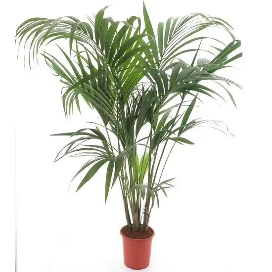 Howea forsteriana – Kentia