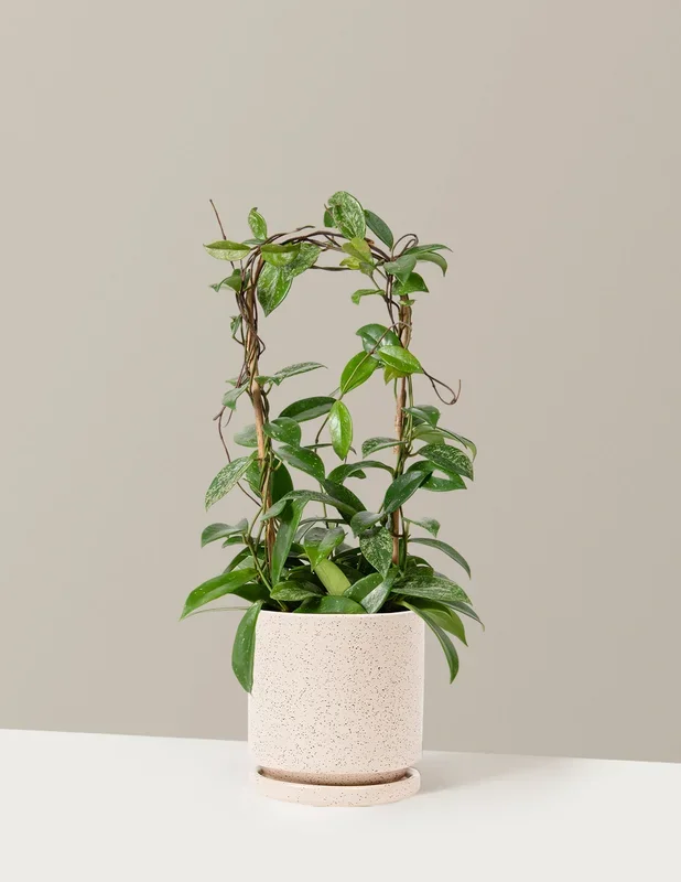Hoya Pubicalyx Hoop