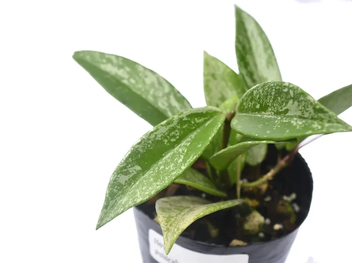 Hoya pubicalyx splash leaves