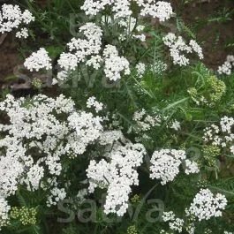 Hügel-Schafgarbe – Achillea millefolium collina