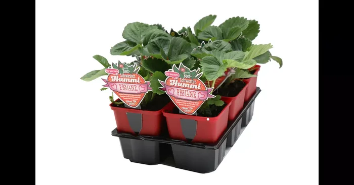 Hummi ® Praline, 6er- & 12er Set