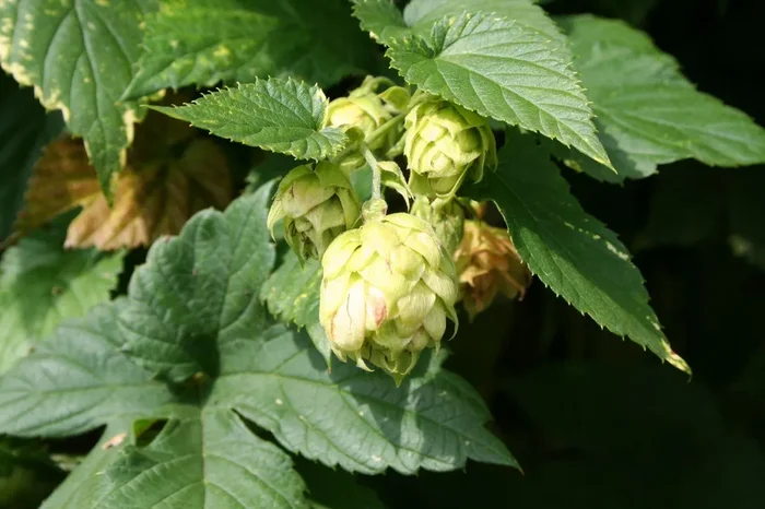 Humulus lupulus (Zier-und Aromahopfen)