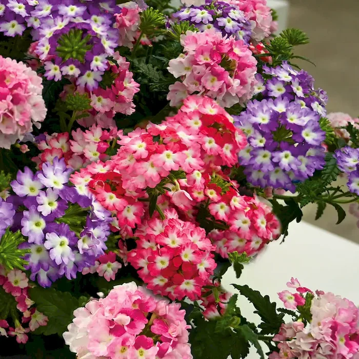 Hurricane Verbenen Red & White Bestellnummer 6601607