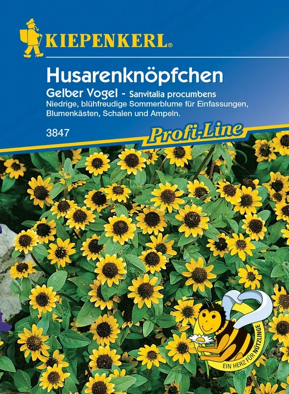 Husarenknöpfchen Gelber Vogel