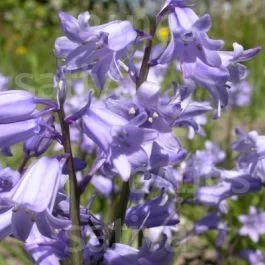 Hyacinthoides hispanica Blue – Waldhyazinthe