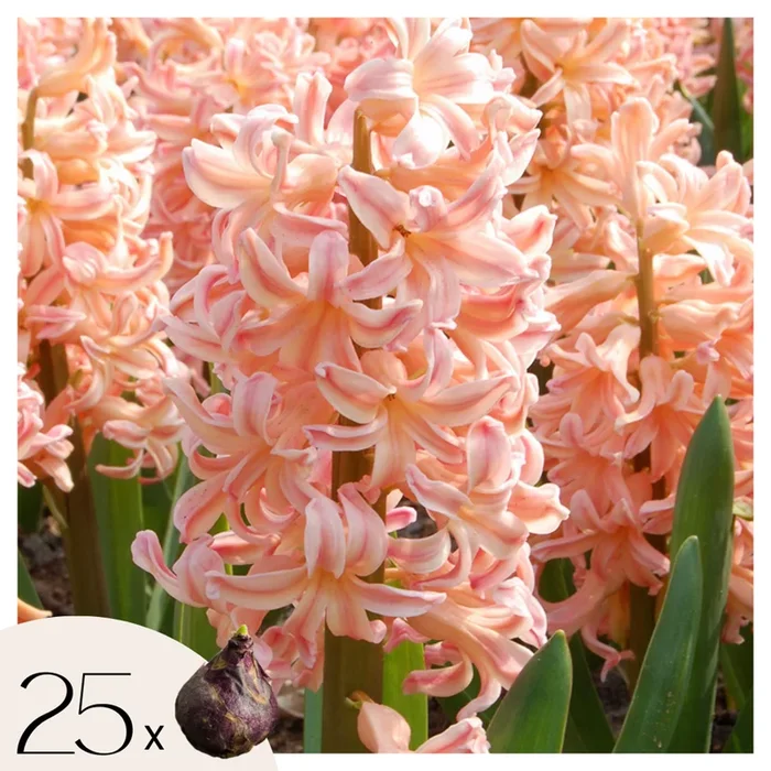 Hyacinthus ‚Gipsy Queen‘ – Set of 25 – Hyacinth