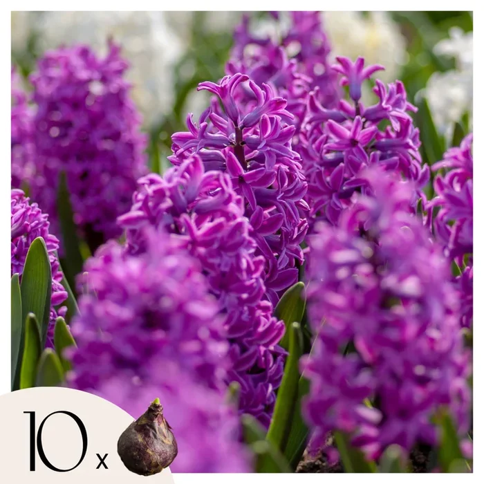 Hyacinthus ‚Purple Voice‘ – Set of 10 – Hyacinth bulbs