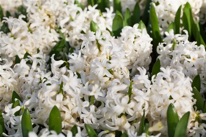 Hyazinthe ‚White Pearl‘