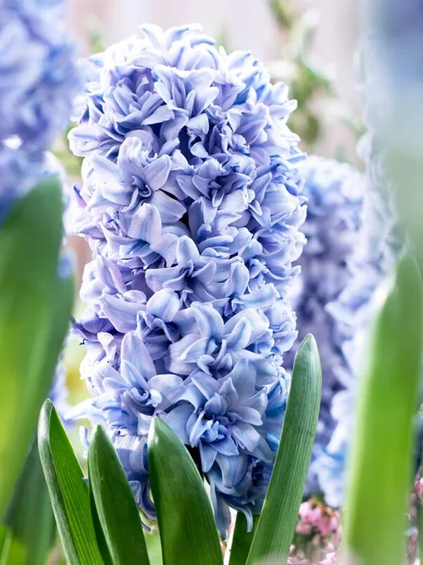 Hyazinthe Blue Tango