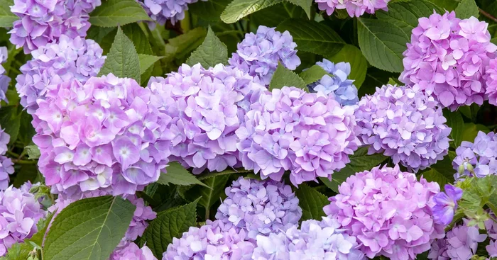 Hydrangea ‚Endless Summer’®${2}