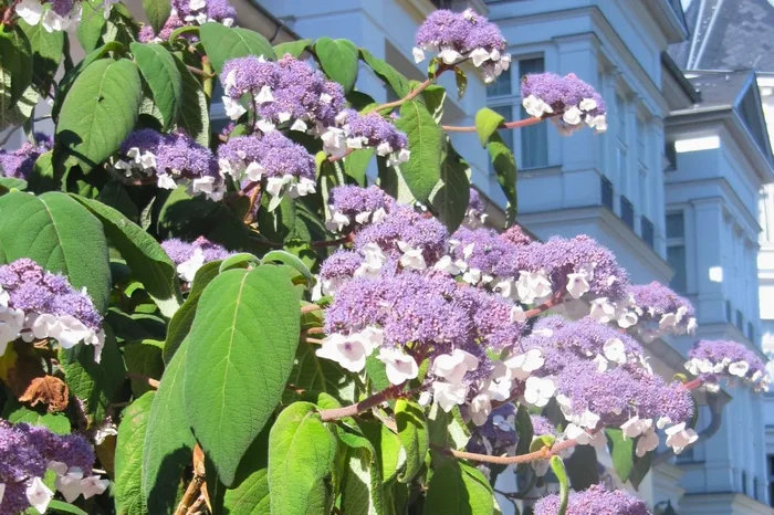 Hydrangea aspera ‚Macrophylla‘ (Fellhortensie ‚Macrophylla‘)