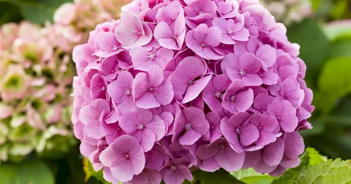 Hydrangea macr. Mix