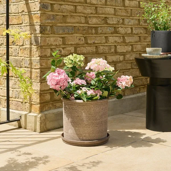 Hydrangea macrophylla – light pink