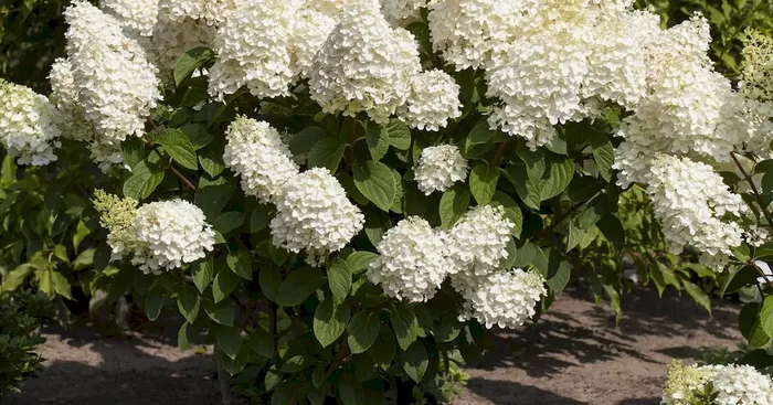 Hydrangea panic. ‚Silver Dollar‘