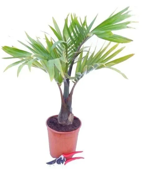 Hyophorbe lagenicaulis – Flessenpalm
