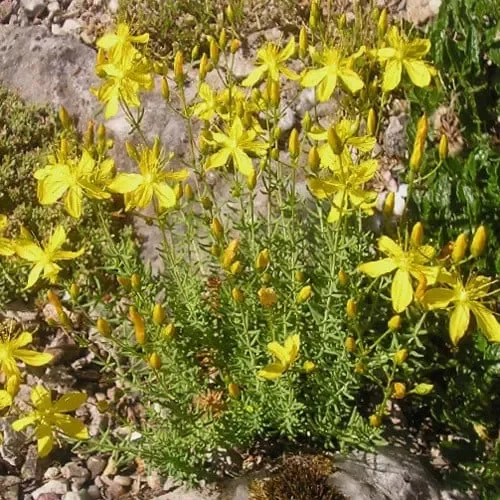 Hypericum Coris