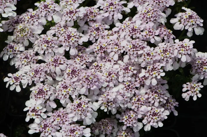 Iberis ‚Pink Ice‘ ® (Immergrüne Schleifenblume)