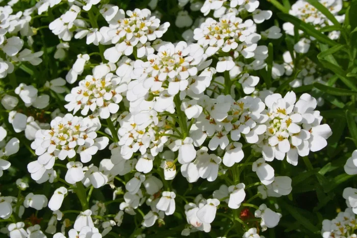 Iberis sempervirens ‚Fischbeck‘ (Immergrüne Schleifenblume)