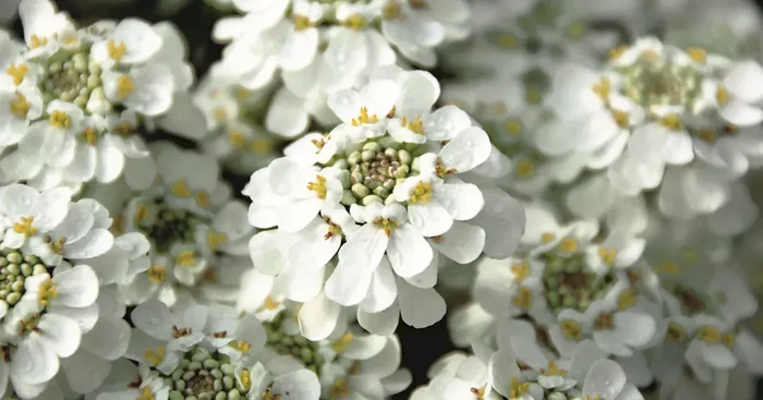 Iberis Snowball