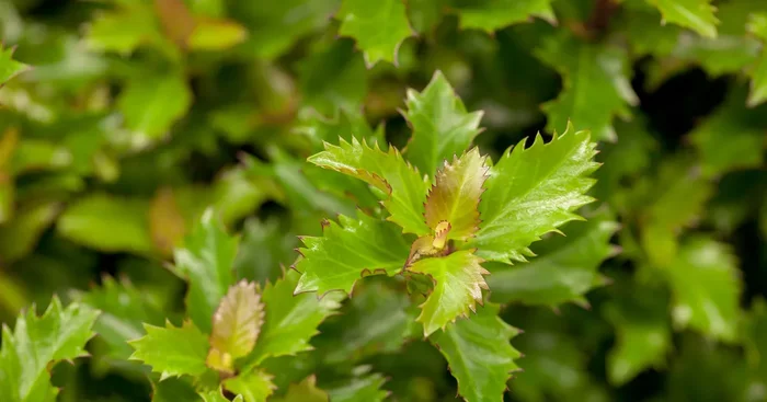 Ilex ‚Little Rascal’®${2}