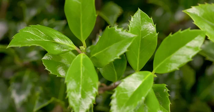 Ilex meserveae ‚Heckenstar'(s)${2}