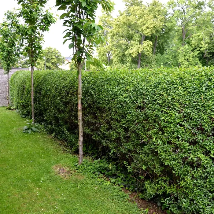 Immergrüne Rainweide Ligustrum ovalifolium – Winterhart