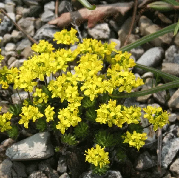 Immergrünes Felsenblümchen (Draba aizoides) „Bio“