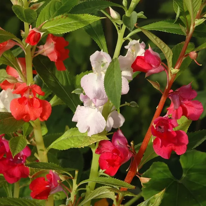 Impatiens balsamina