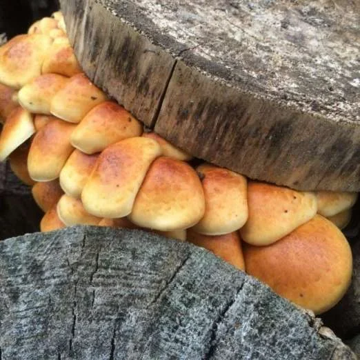 ImpfstäbchenStockschwämmchen