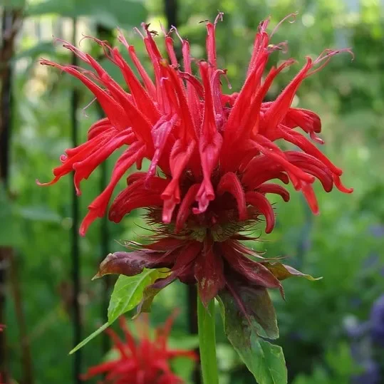 Indianernessel Squaw – Monarda fistulosa