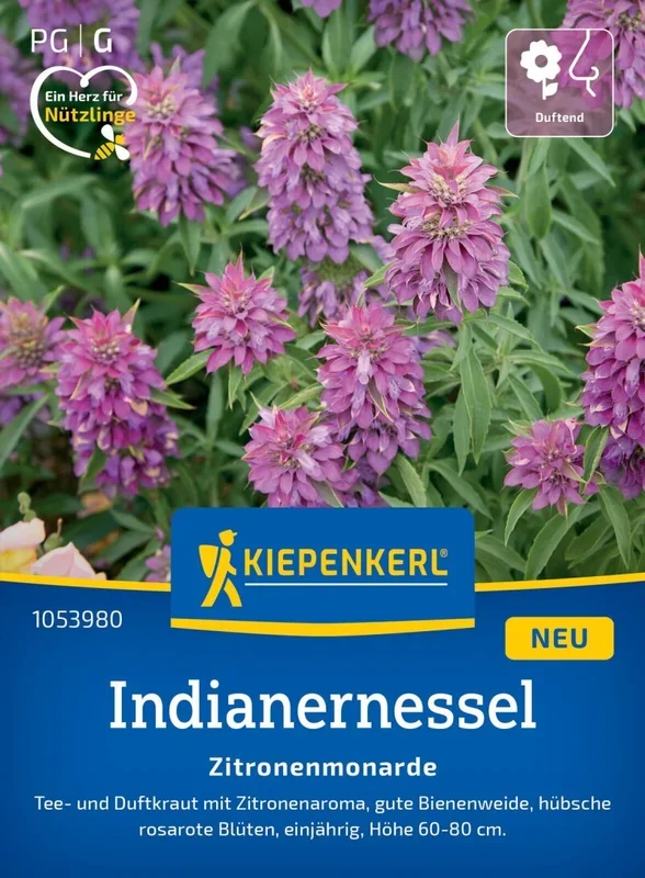 Indianernessel Zitronenmonarde, Tee- und Duftkraut mit Zitronenaroma – gute Bienenweide