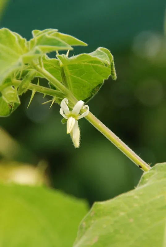 Indischer Nachtschatten – Kantakari – Solanum xanthocarpum