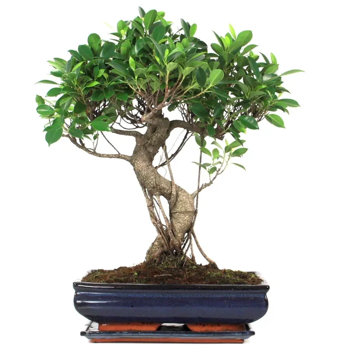 Indoor Bonsai chinesische Feige 22 Jahre 57 cm